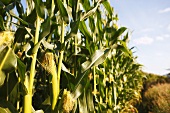 Field of corn (maize), detail