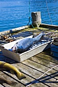 Freshly caught wild salmon on a landing stage
