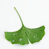 A ginkgo leaf with drops of water