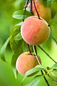 Peaches on the tree