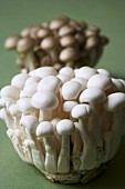 Brown and white beech mushrooms