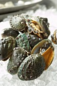 Lebende Abalone auf Eis