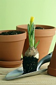 Daffodil on trowel, flowerpots