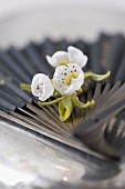 Pear blossom on a fan