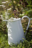 Yarrow in a jug