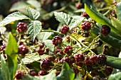 Brombeeren am Strauch