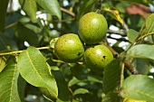 Sunlit walnuts on the tree