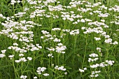 Yarrow in grass