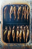 Salmon trout in smoking oven