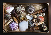 Assorted shells (overhead view)