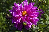 Pink dahlia in garden