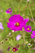 Cosmos flower with bee