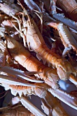 Cooked scampi (close-up)