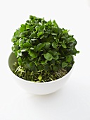 Watercress in small white bowl