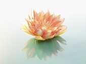 Artificial water lily