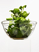 Fresh watercress in glass bowl