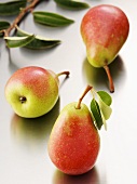 Three pears with leaves