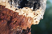 Harvested cork oak tree (close-up)