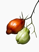Grüne und rote Bio-Tomaten (Sorte Ochsenherz)