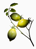 Organic tomatoes (variety Teton de Venus)