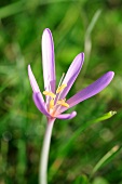 Autumn crocus (close-up)