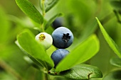 Blueberries on the bush (close-up)