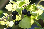 Schwarze Johannisbeeren