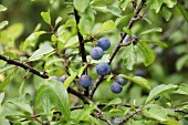 Sloe tree