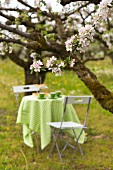 Gedeckter Gartentisch unter blühenden Obstbäumen