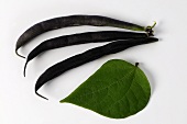 Purple French beans (variety Purple Teepee) with leaf