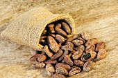 Cocoa beans in and in front of jute sack