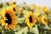 Sonnenblumen am Feld
