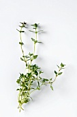 Several sprigs of thyme