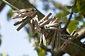 Wäscheklammern auf Leine am Apfelbaum