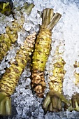 Japanese horseradish (wasabi) on ice