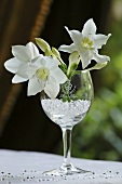 White narcissi in a glass