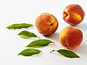 Three peaches and peach leaves