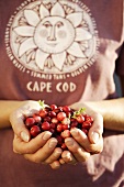 Hände halten frische Cranberries
