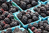Blackberries in cardboard punnets on a market stall