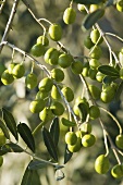 Green olives on the branch