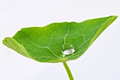 Nasturtium leaf with drop of water