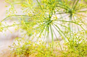 Dill flowers