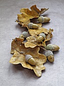 Acorns and dry oak leaves