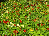 Nasturtiums with flowers in the field