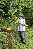 Boy picking apples in garden