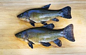 Two tench