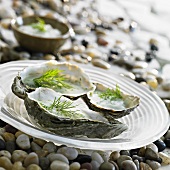Oysters with dill sauce