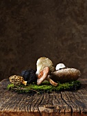 Assorted fresh mushrooms on moss and wood
