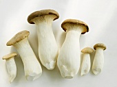 Six king oyster mushrooms