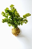 Celeriac